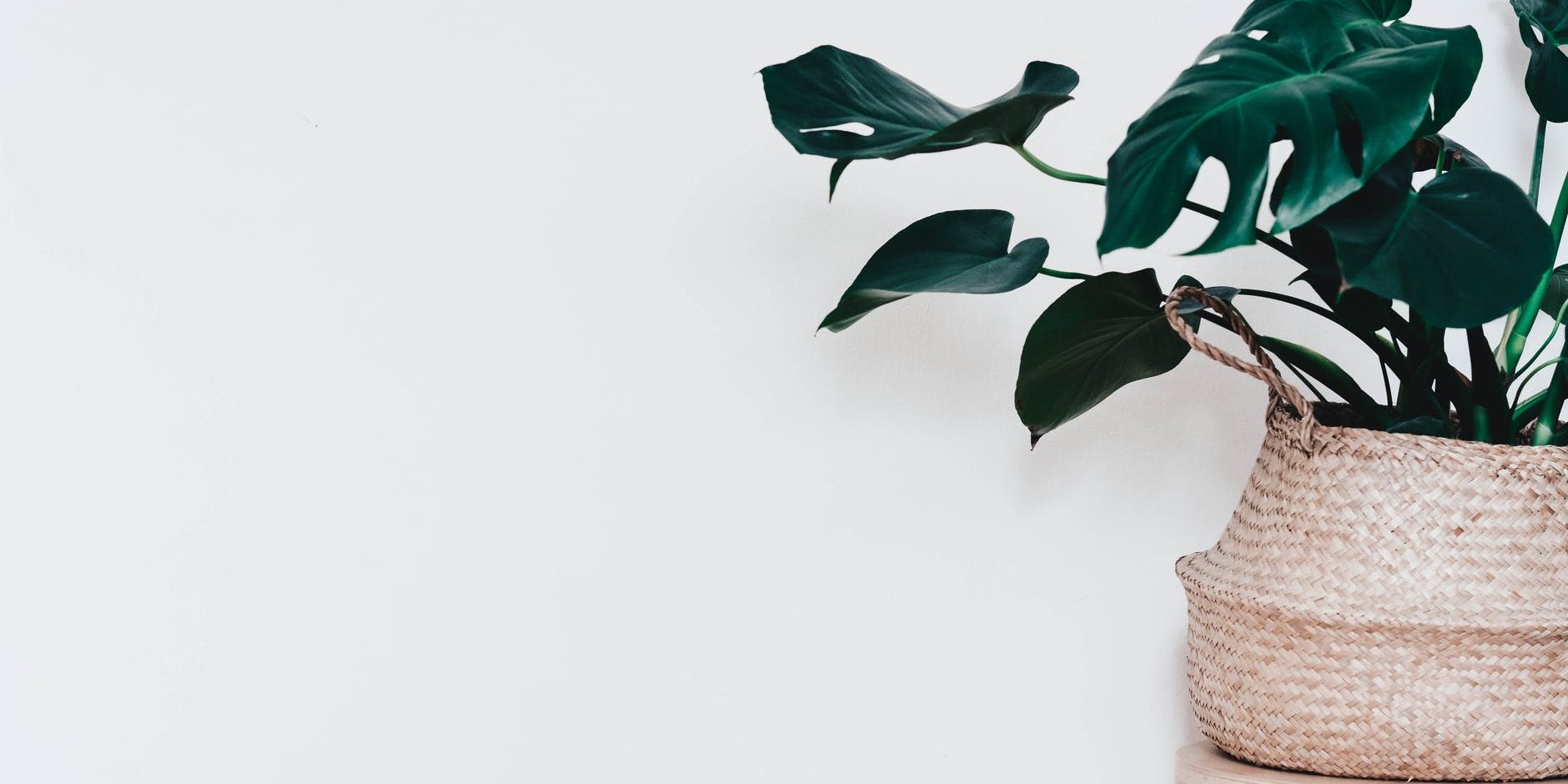 pexels-photo-2736497 photo of swiss cheese plant